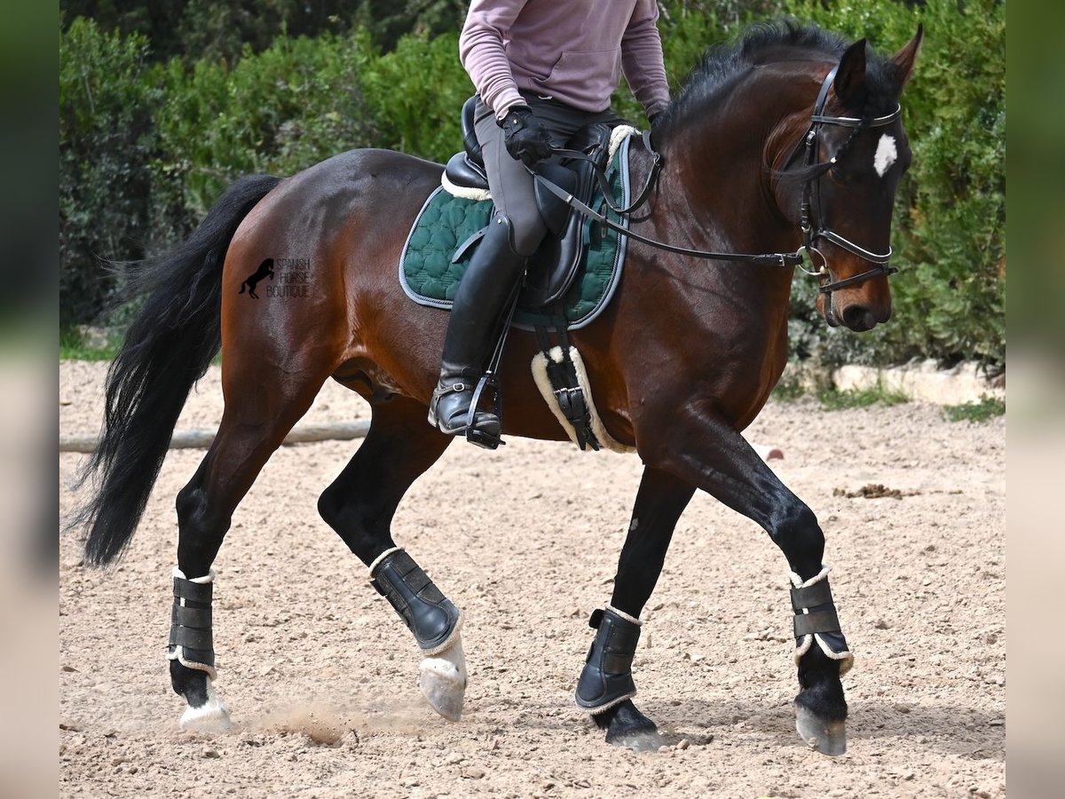 Lusitanos Semental 4 años 165 cm Castaño in Mallorca