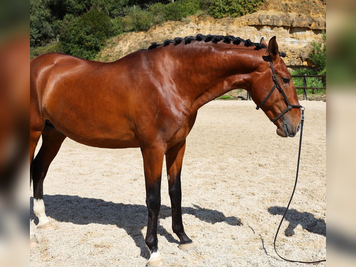 Lusitanos Semental 4 años 168 cm Castaño in Rbamar