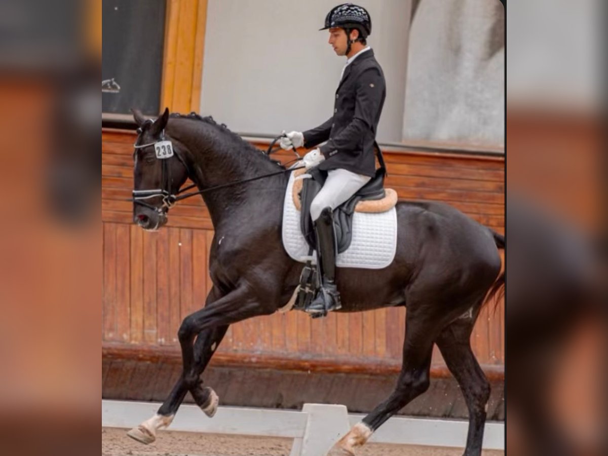 Lusitanos Mestizo Semental 4 años 168 cm Negro in Pera