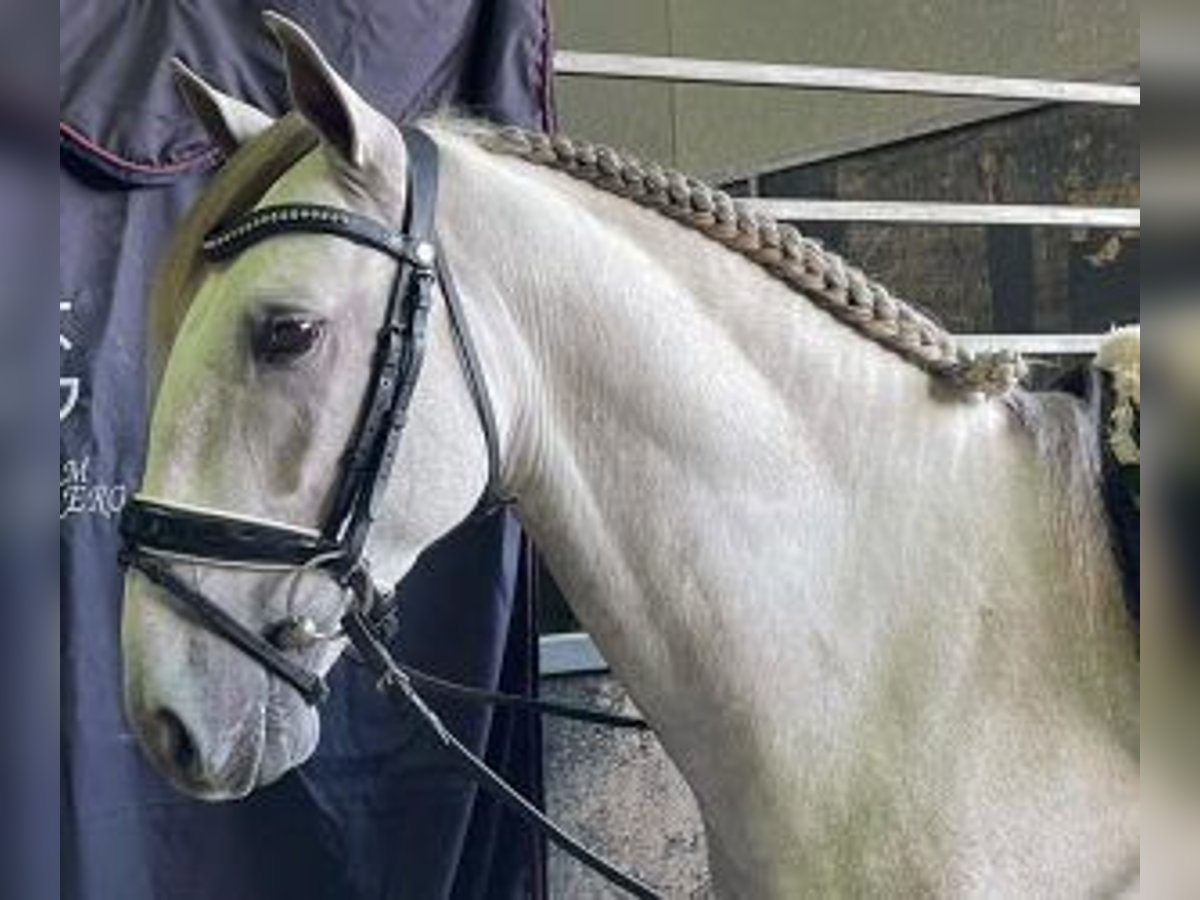 Lusitanos Mestizo Semental 5 años 160 cm Tordo in Alicante