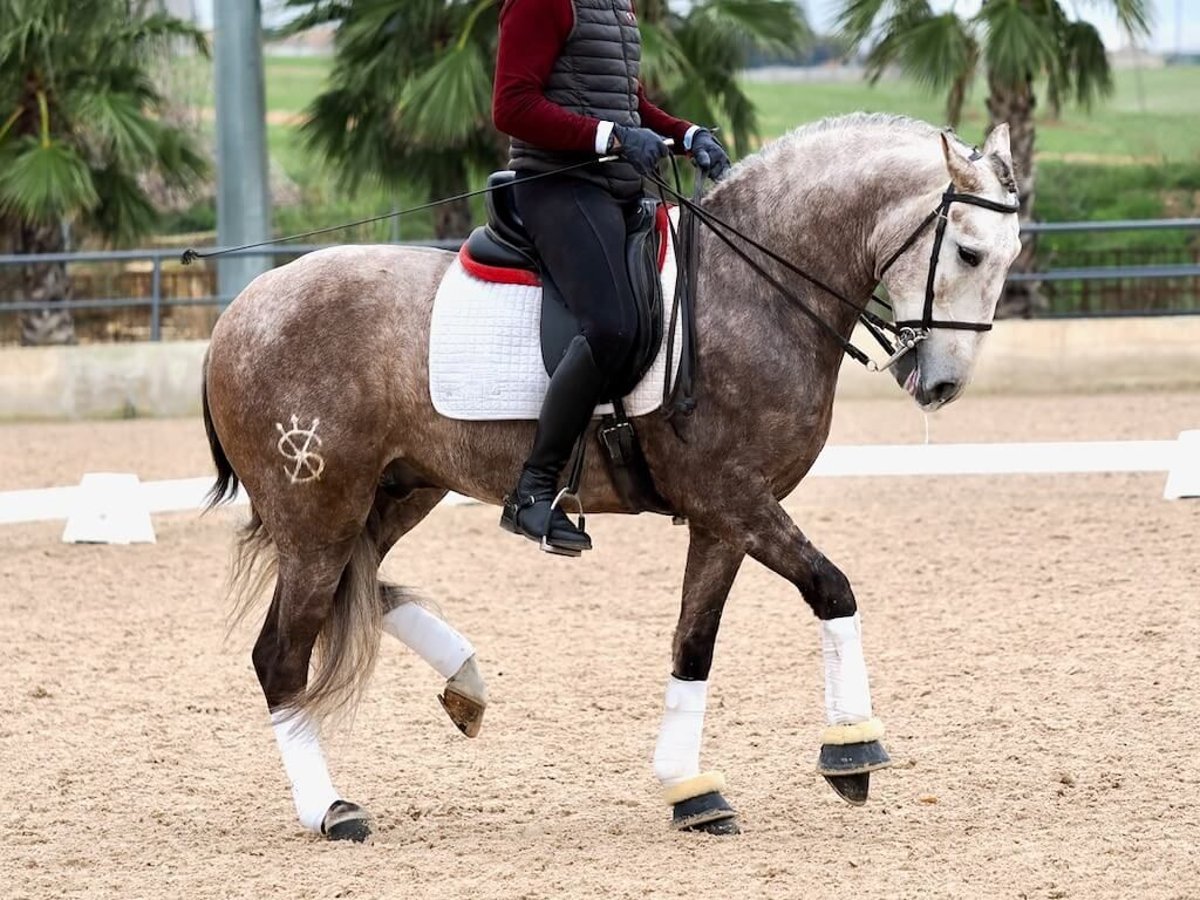 Lusitanos Semental 5 años 162 cm Tordo in Navas Del Madroño