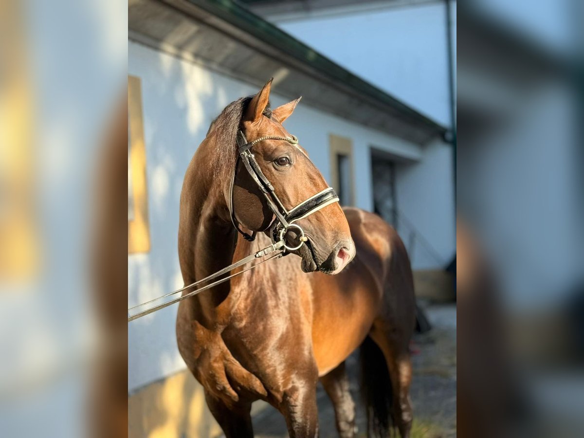 Lusitanos Semental 5 años 164 cm Castaño in Porto