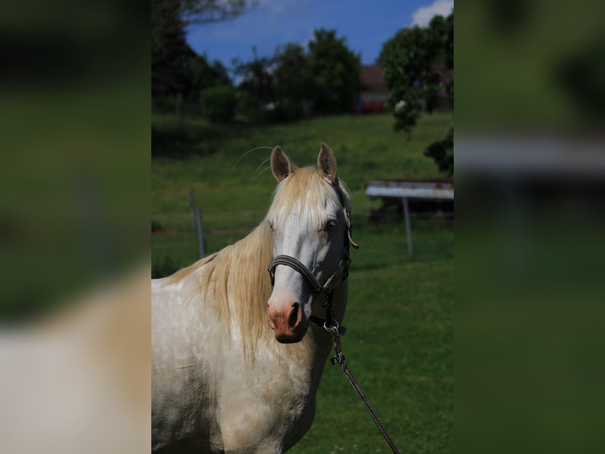 Lusitanos Semental 5 años Perlino in Kodersdorf