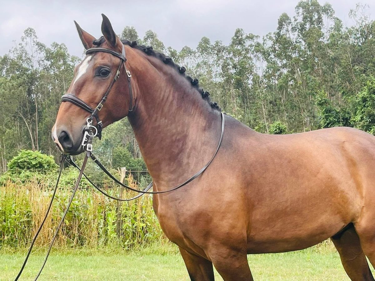 Lusitanos Semental 6 años 166 cm Castaño in Porto Lusitanos Semental 6 años 166 cm Castaño in Porto