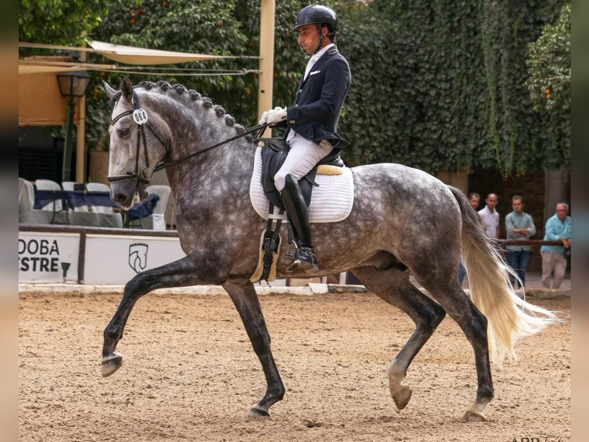 Lusitanos Semental 6 años 166 cm Tordo rodado in Sevilla