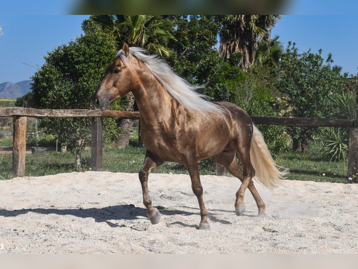 Lusitanos Mestizo Semental 6 años Palomino in Cerralba, Malaga