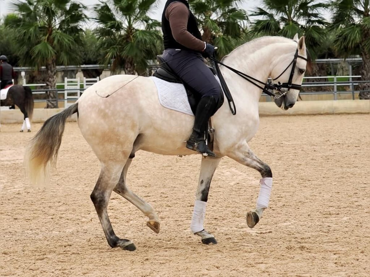 Lusitanos Semental 7 años 163 cm Tordo in Navas Del Madroño