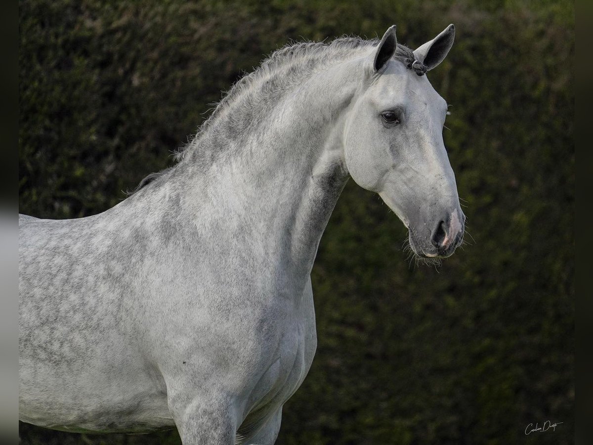 Lusitanos Semental 7 años 163 cm Tordo rodado in Torres Vedras