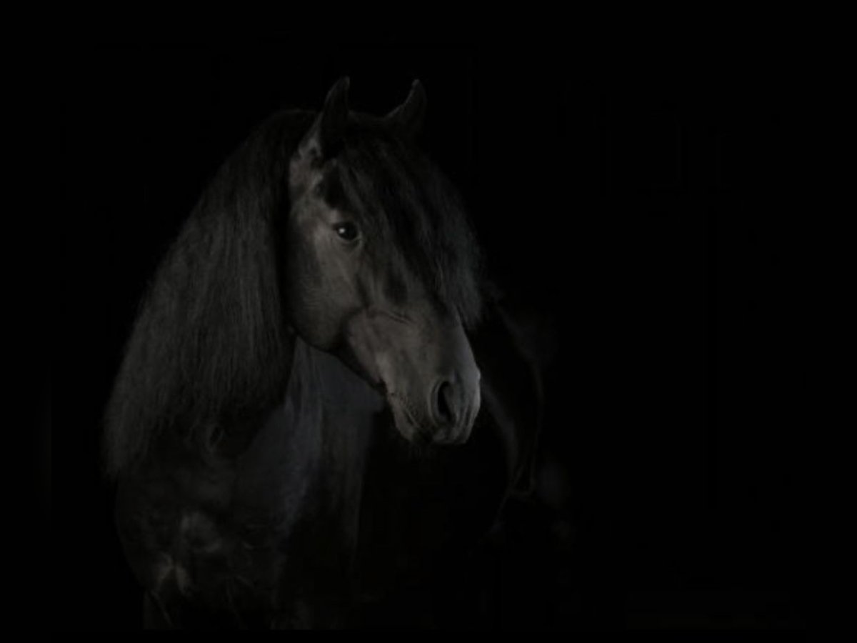 Lusitanos Semental 7 años 165 cm Negro in Badajoz