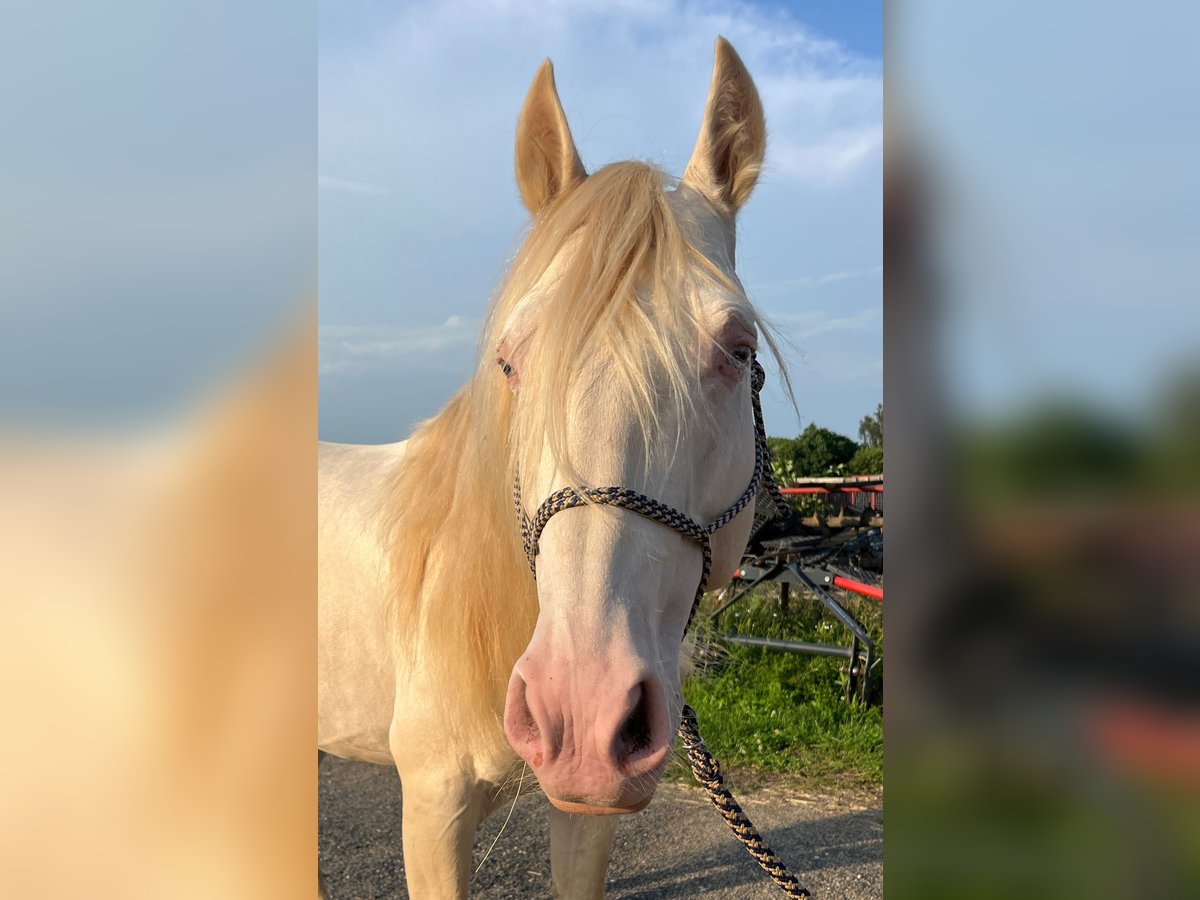 Lusitanos Mestizo Semental 9 años 146 cm Perlino in Waldbrunn (Westerwald)