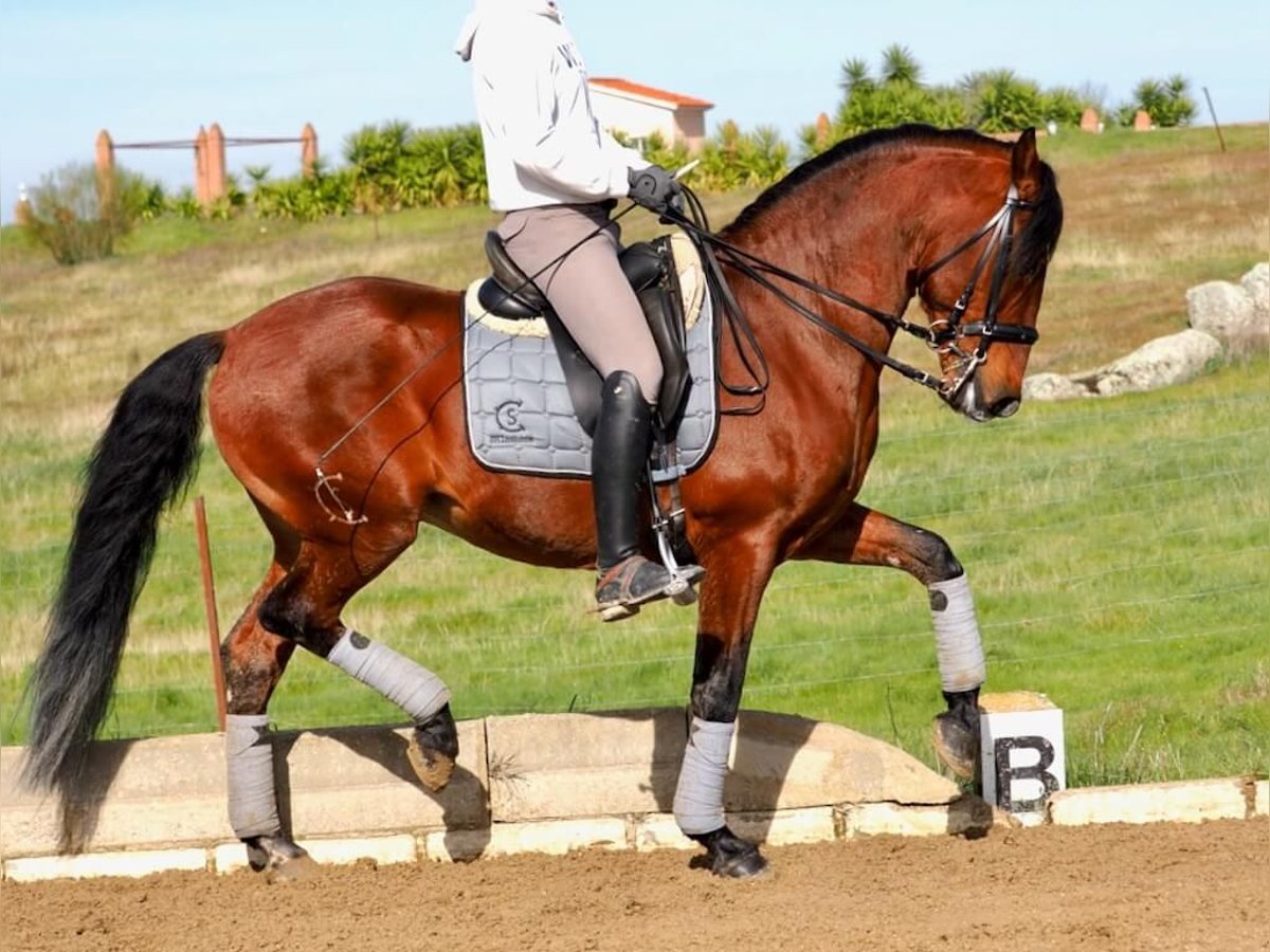 Lusitanos Semental 9 años 159 cm Castaño in Navas Del Madroño