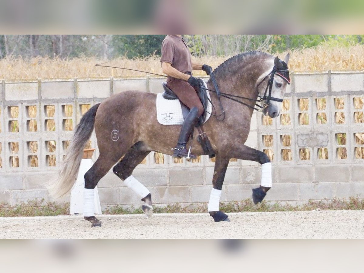 Lusitanos Semental 9 años 164 cm Tordo in NAVAS DEL MADRONO