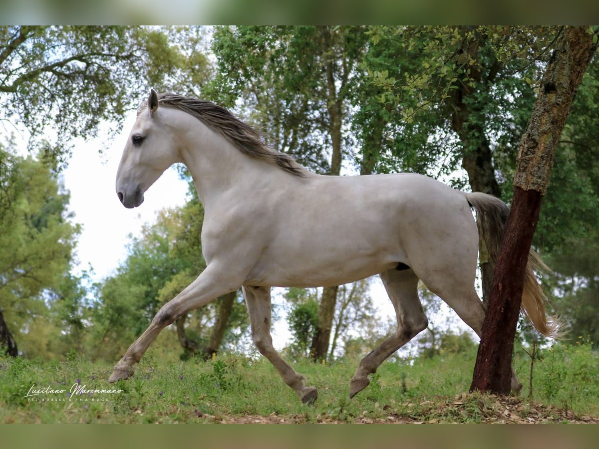 Lusitanos Semental 9 años 166 cm Tordo in Rio Maior