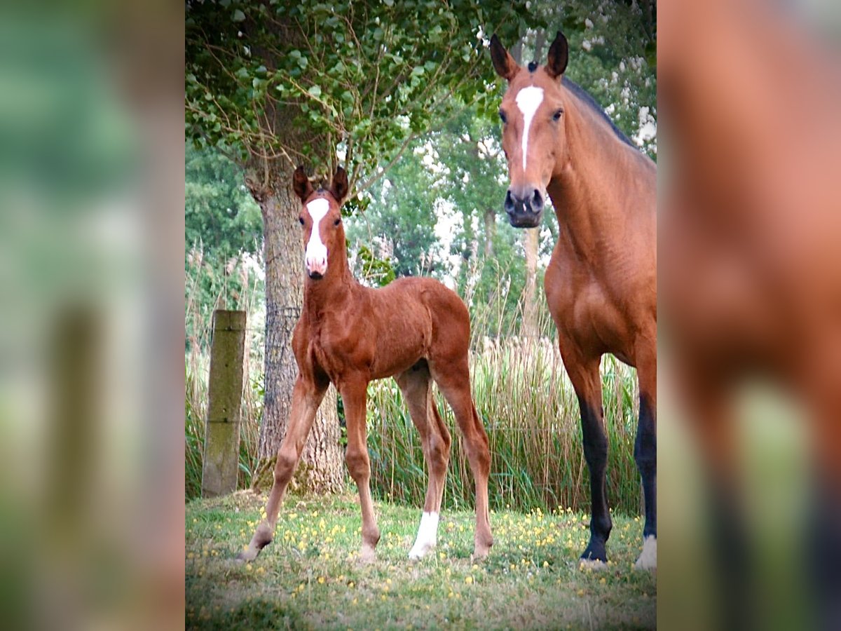 Lusitanos Semental  165 cm Castaño in Bredene