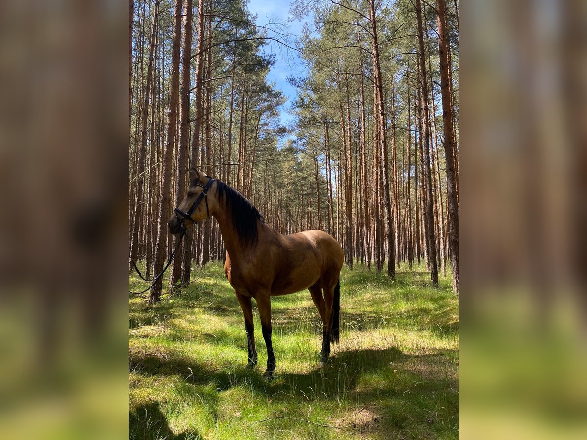 Lusitanos Mix Stute 10 Jahre 148 cm Falbe in Brandenburg
