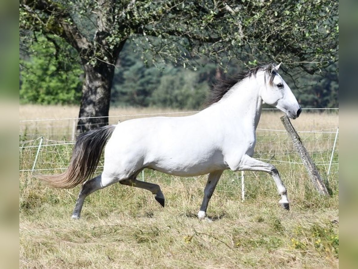 Lusitanos Stute 10 Jahre 159 cm Braunfalbschimmel in WeinheimWeinheim