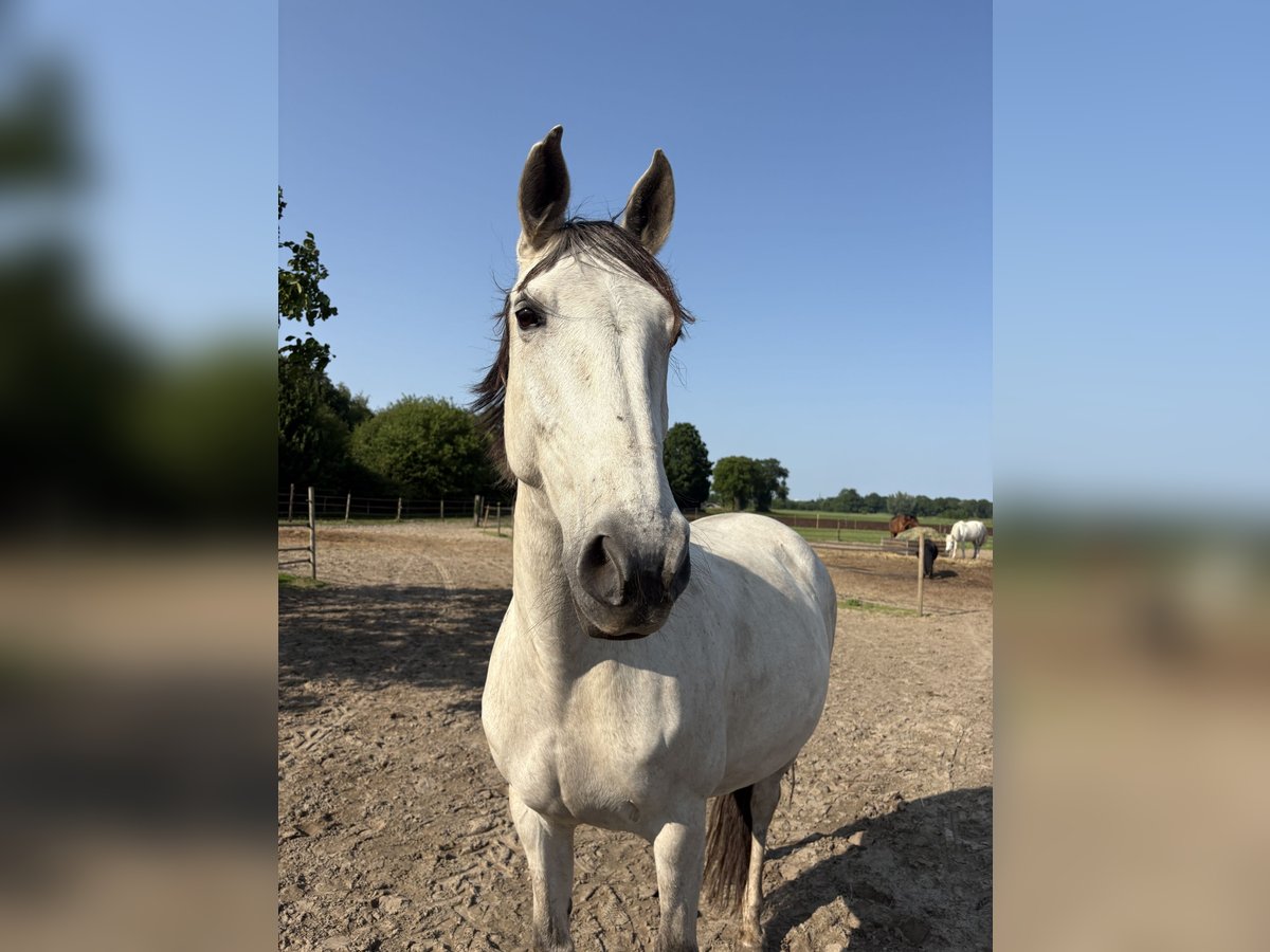 Lusitanos Stute 11 Jahre 159 cm Schimmel in Breda