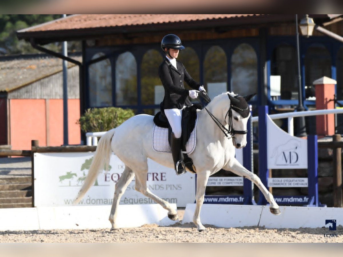 Lusitanos Stute 11 Jahre 160 cm White in St Rémy de Provence Lusitanos Stute 11 Jahre 160 cm White in St Rémy de Provence