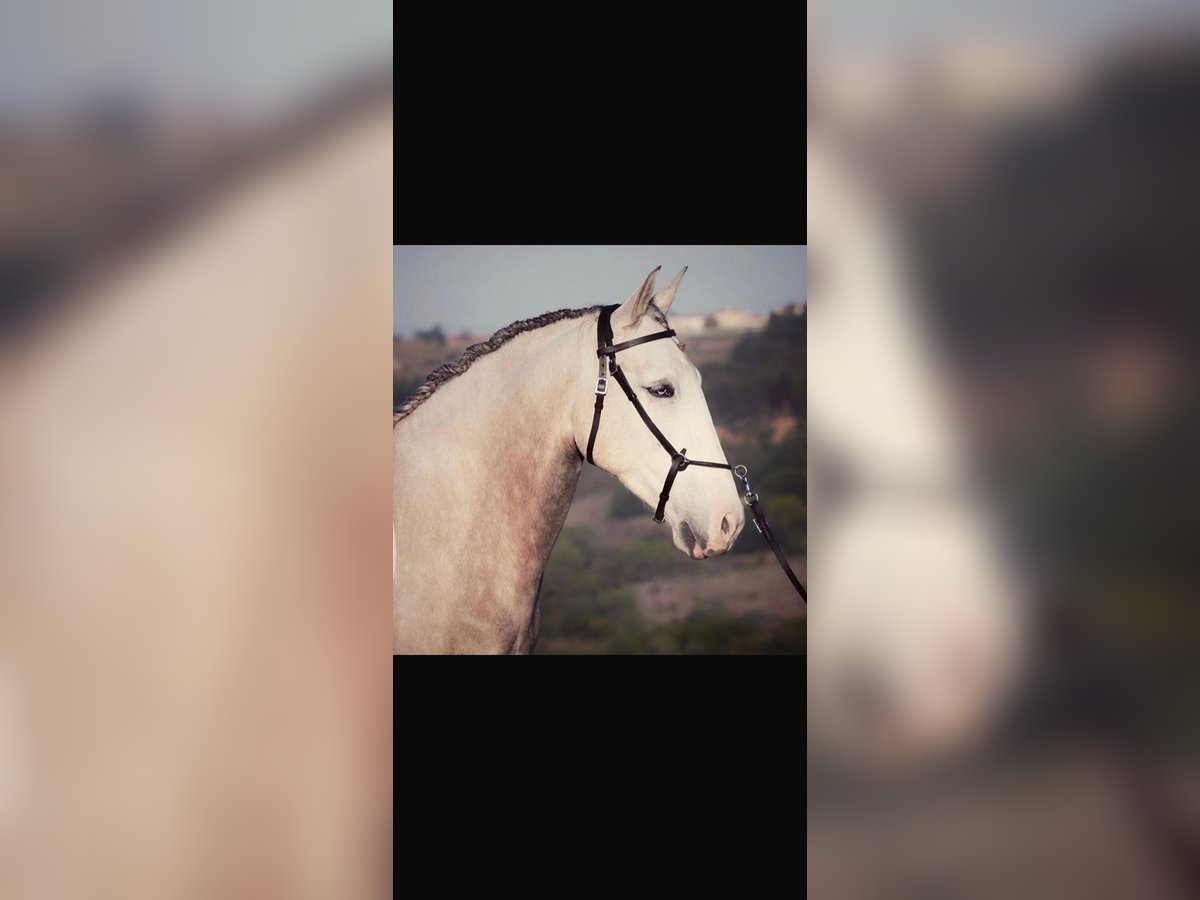 Lusitanos, Stute in Groß Ippener
