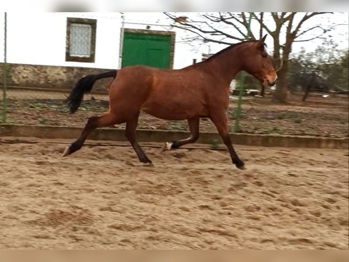 Lusitanos Stute 12 Jahre 163 cm Rotbrauner in Badajoz