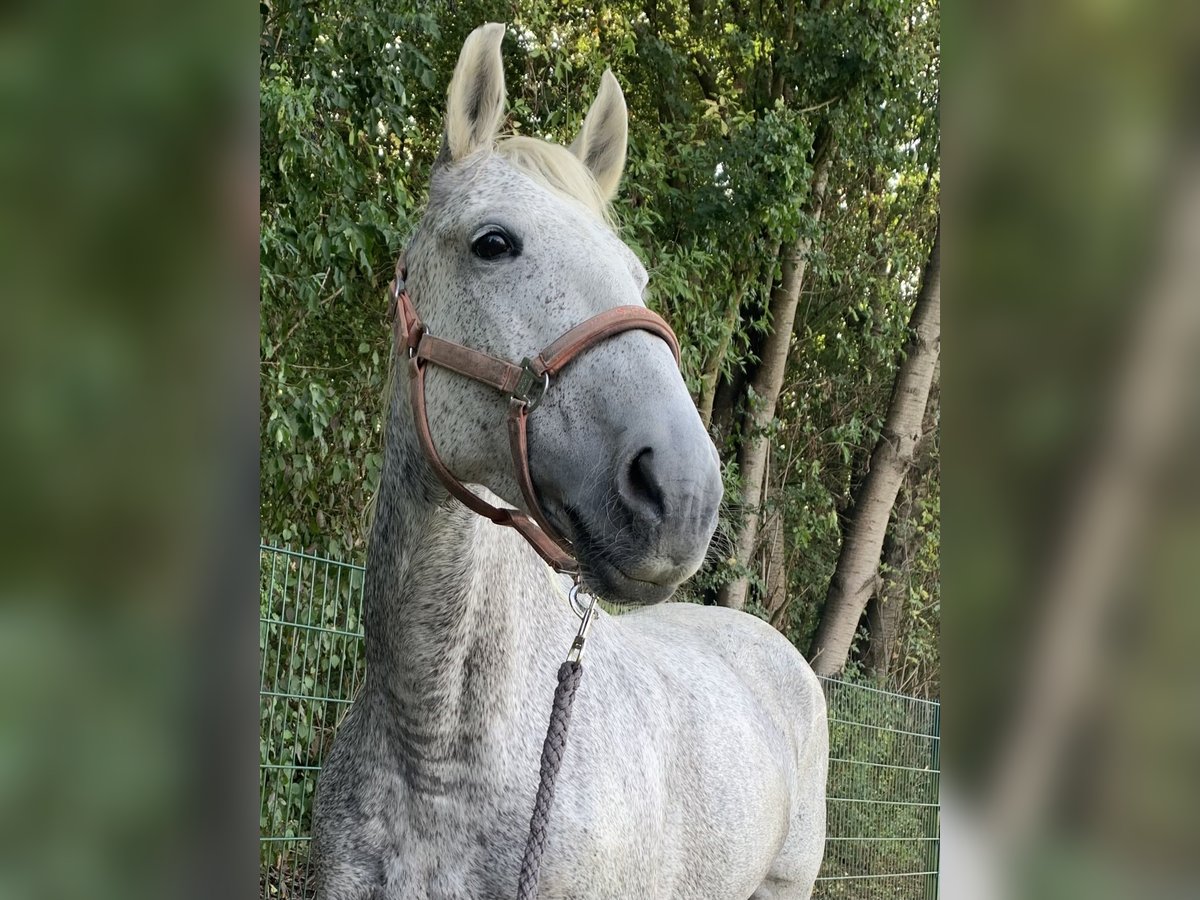 Lusitanos Stute 15 Jahre 160 cm Fliegenschimmel in Baddeckenstedt