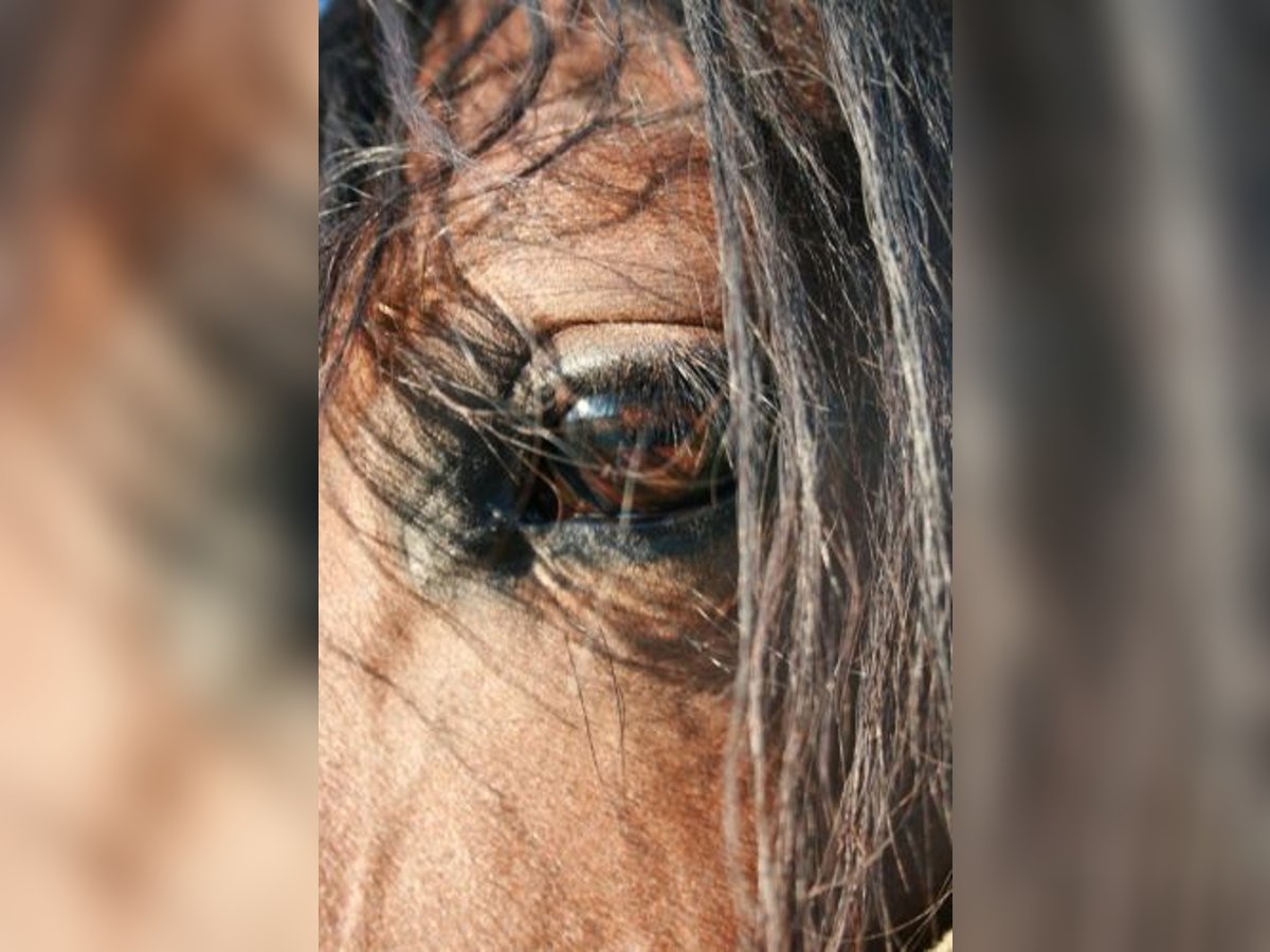 Lusitanos Stute 15 Jahre 165 cm Brauner in Nassenheide Lusitanos Stute 15 Jahre 165 cm Brauner in Nassenheide