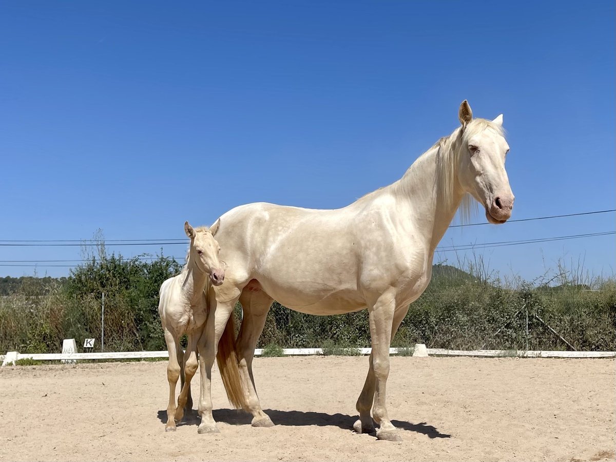 Lusitanos Stute 15 Jahre 165 cm in Felanitx