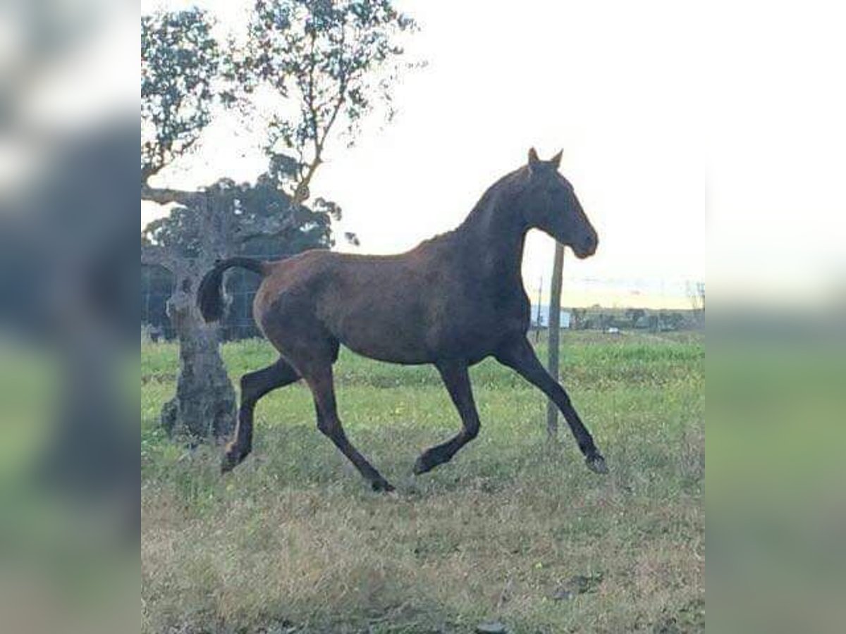 Lusitanos Stute 16 Jahre 160 cm Rappe in Sintra