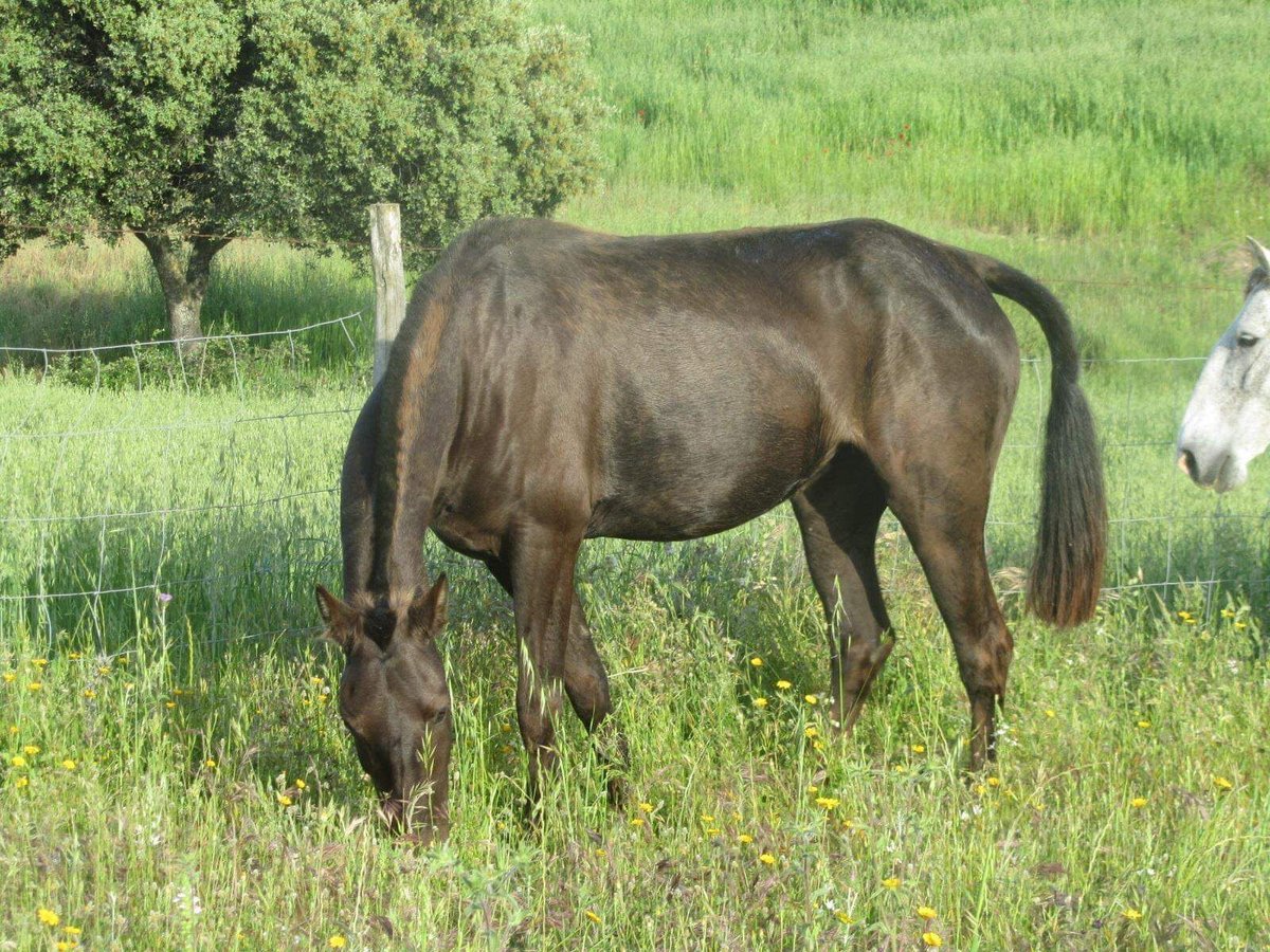 Lusitanos Stute 16 Jahre 160 cm Rappe in Sintra