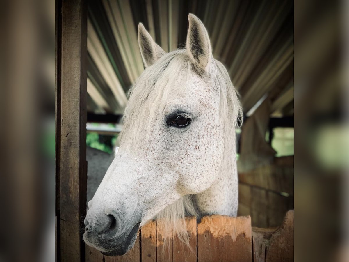 Lusitanos Mix Stute 18 Jahre 150 cm Fliegenschimmel in Pfaffenhofen an der Roth