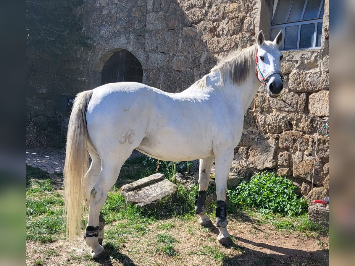 Lusitanos Stute 19 Jahre 155 cm Schimmel in Rüdlingen