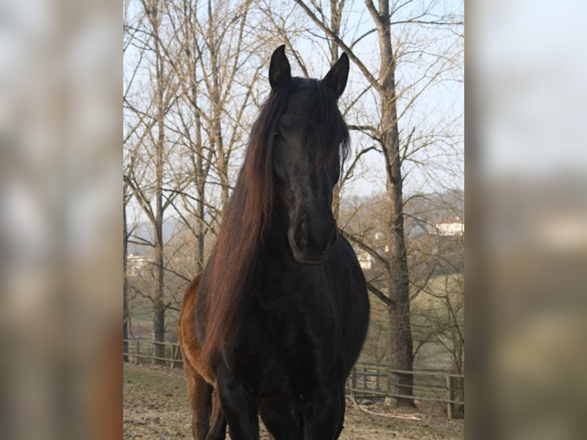 Lusitanos Stute 19 Jahre 160 cm Rappe in Gladenbach