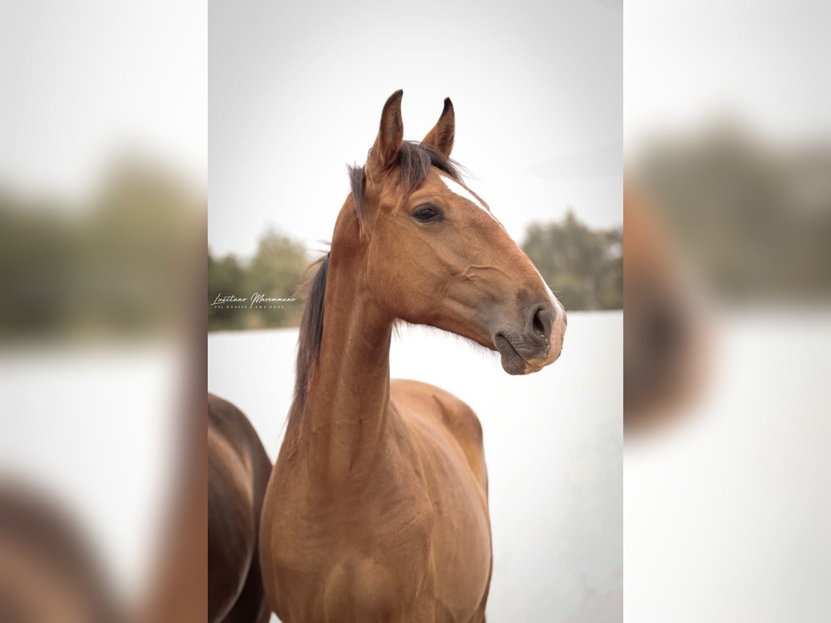 Lusitanos Stute 1 Jahr 158 cm Brauner in Rio Maior