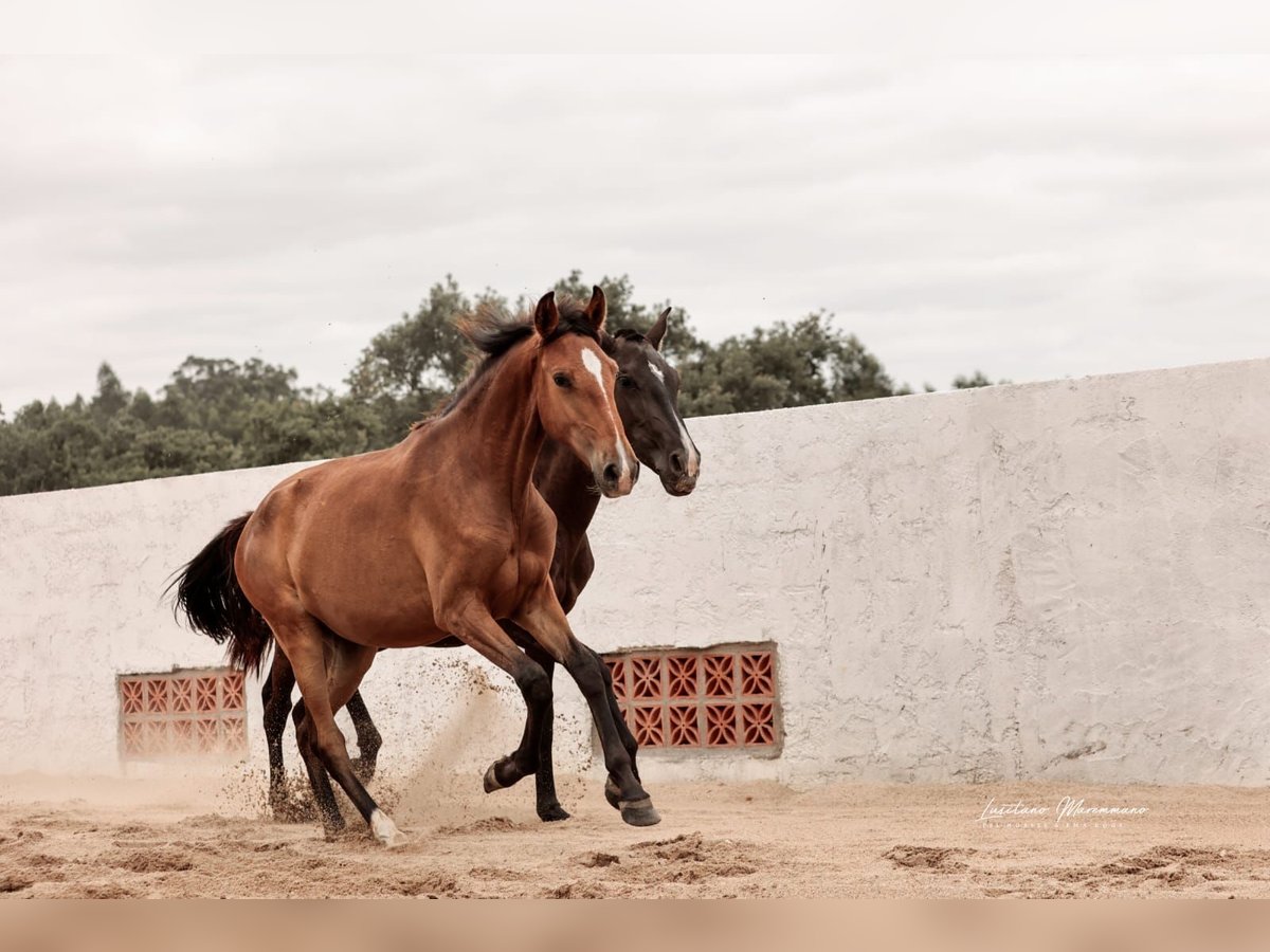 Lusitanos Stute 1 Jahr 158 cm Brauner in Rio Maior