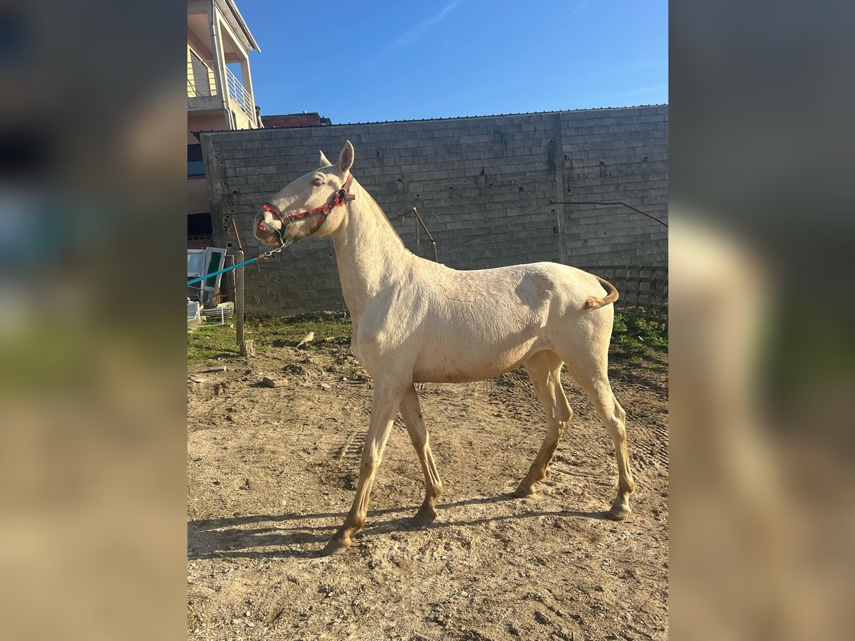 Lusitanos Stute 1 Jahr 158 cm Falbe in Pombal