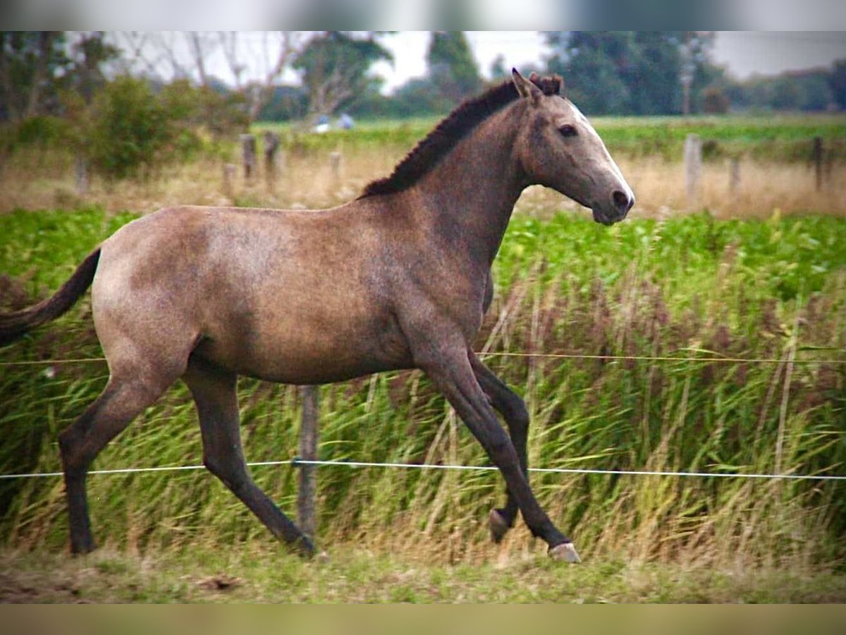 Lusitanos Stute 1 Jahr 158 cm Schimmel in Bredene