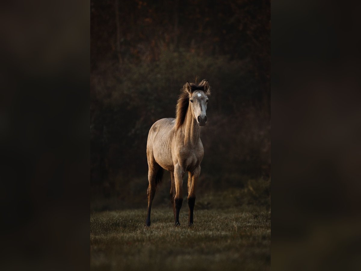 Lusitanos Stute 1 Jahr 160 cm Buckskin in Bedburg