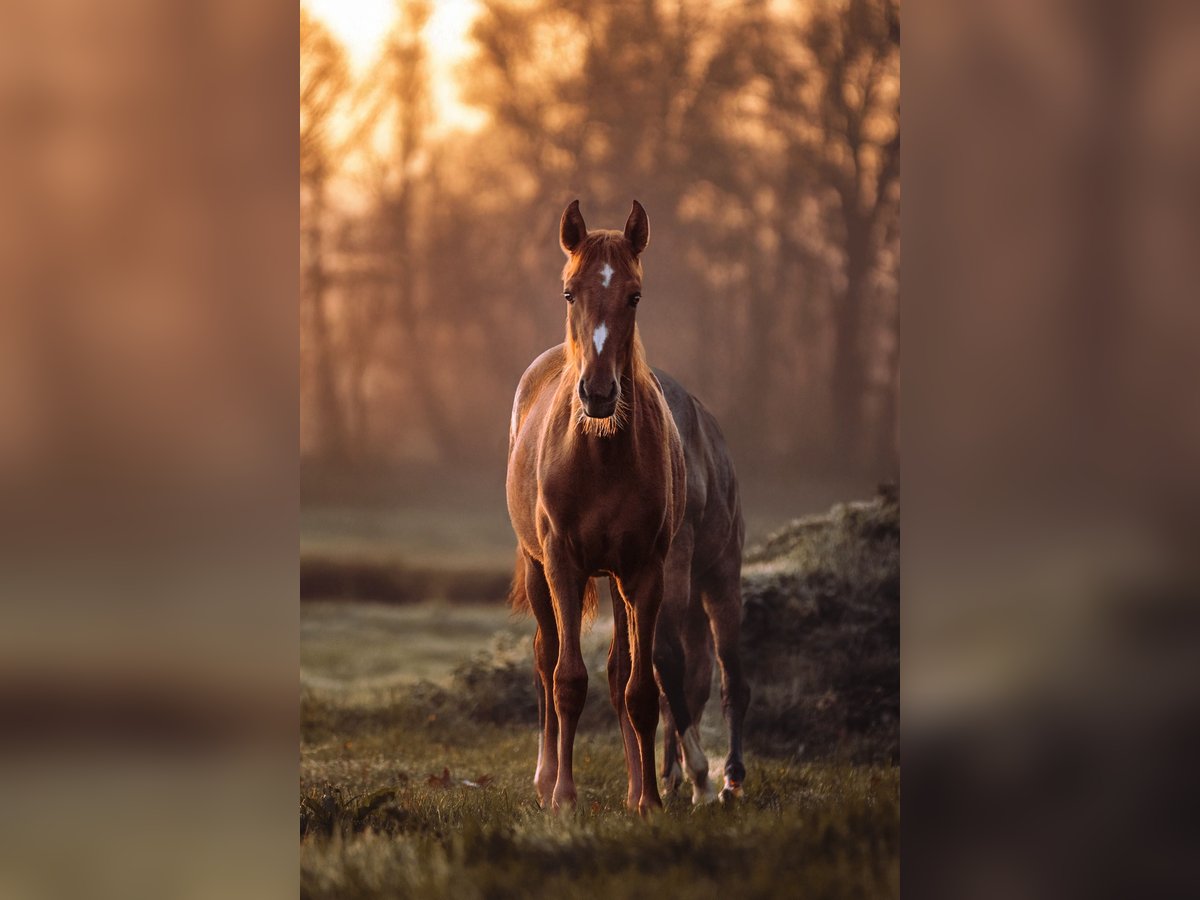 Lusitanos Stute 1 Jahr 160 cm Fuchs in Bedburg