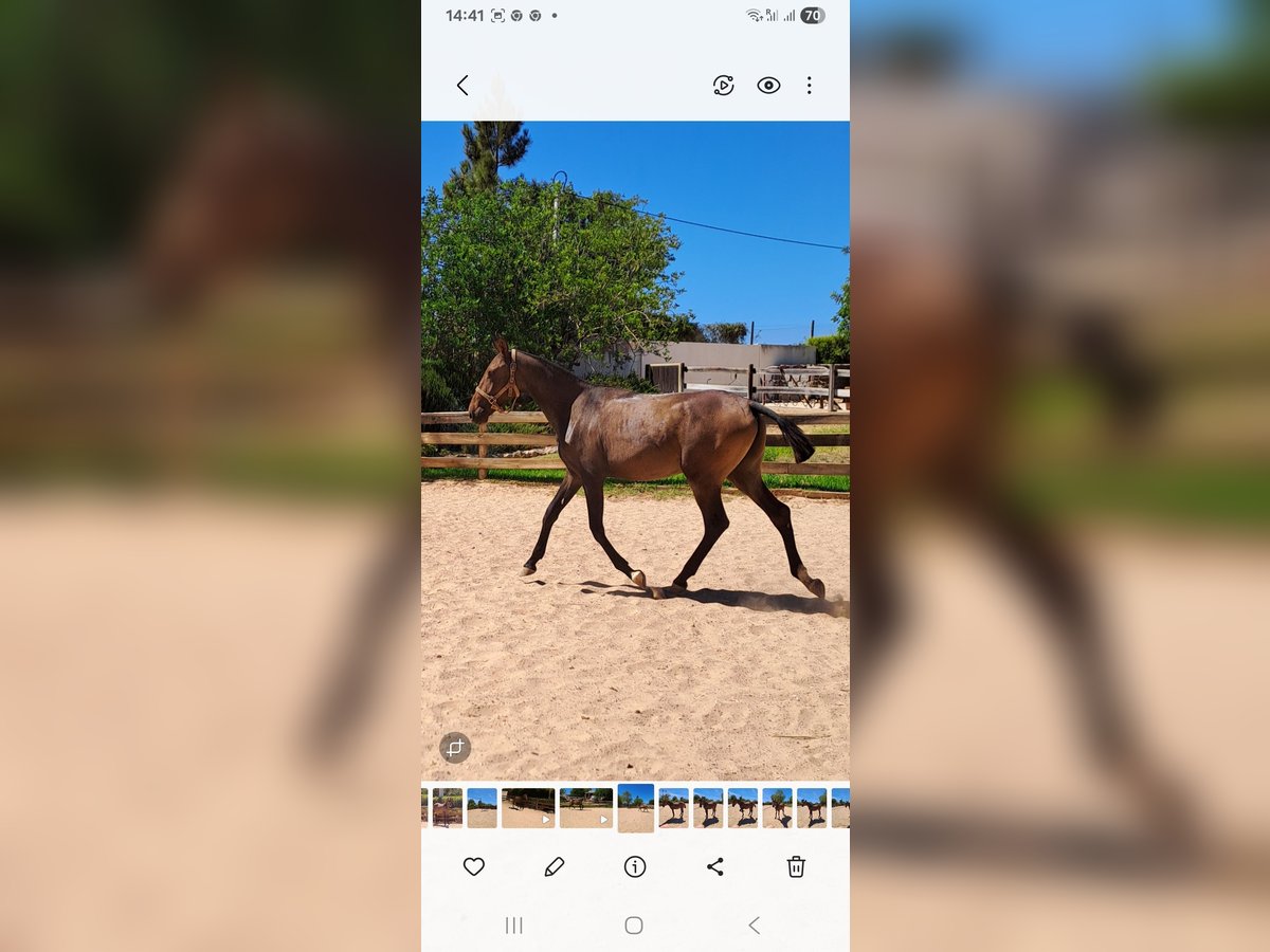 Lusitanos Stute 1 Jahr 165 cm Dunkelfuchs in Pera
