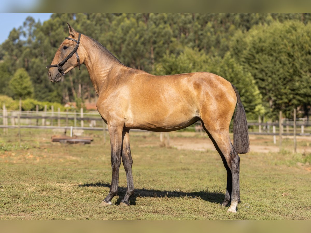 Lusitanos Stute 2 Jahre 160 cm Schimmel in Barrosas