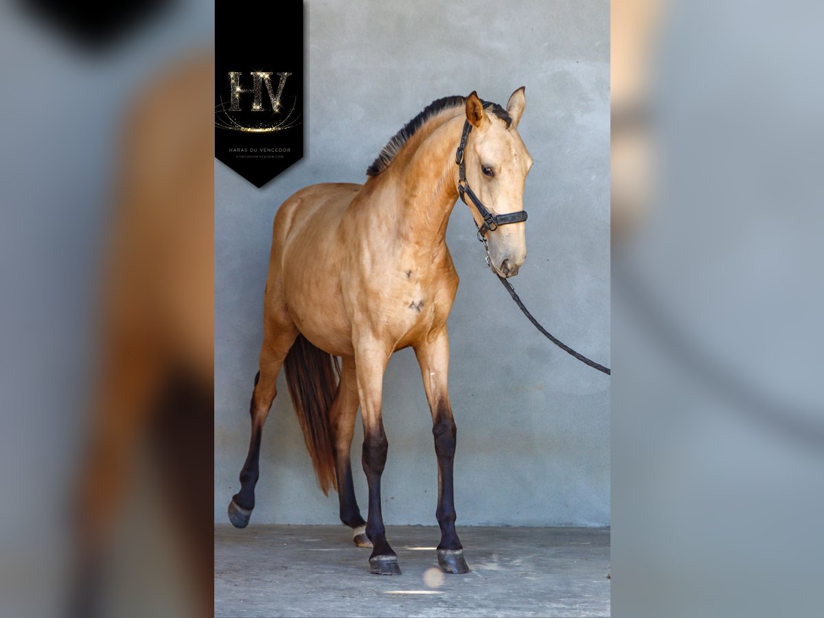 Lusitanos Stute 2 Jahre Buckskin in Marly-sous-Issy