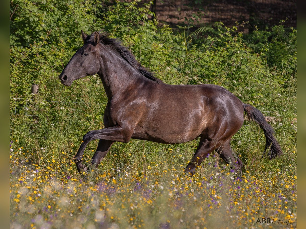 Lusitanos Stute 3 Jahre 156 cm Dunkelbrauner in St.Estevao