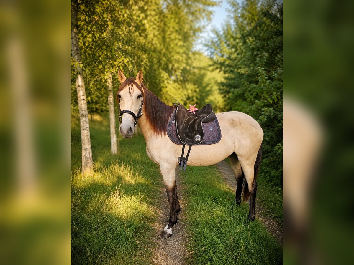 Lusitanos, Stute in Hagen im Bremischen