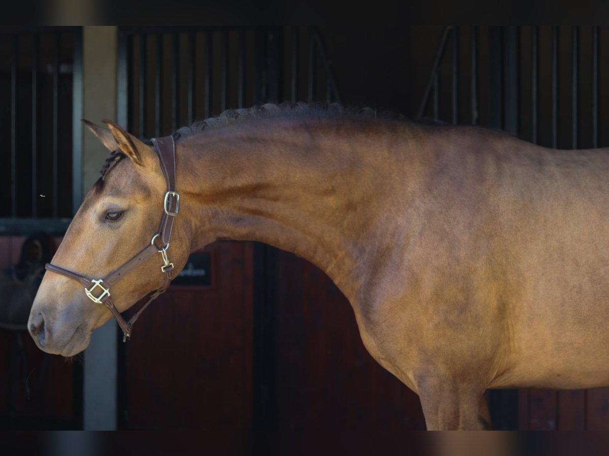 Lusitanos Stute 3 Jahre 157 cm Falbe in Mauzac