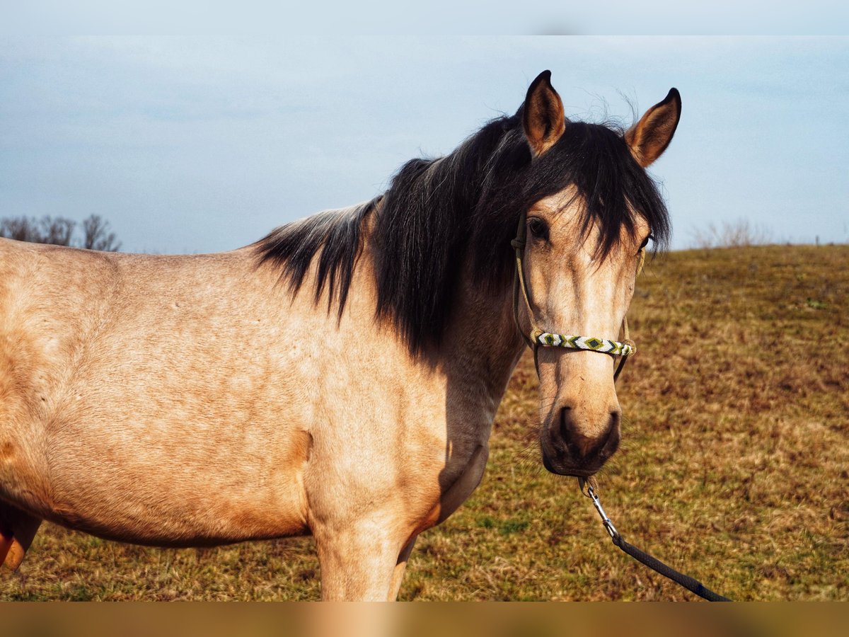 Lusitanos Mix Stute 3 Jahre 160 cm Buckskin in Buckow