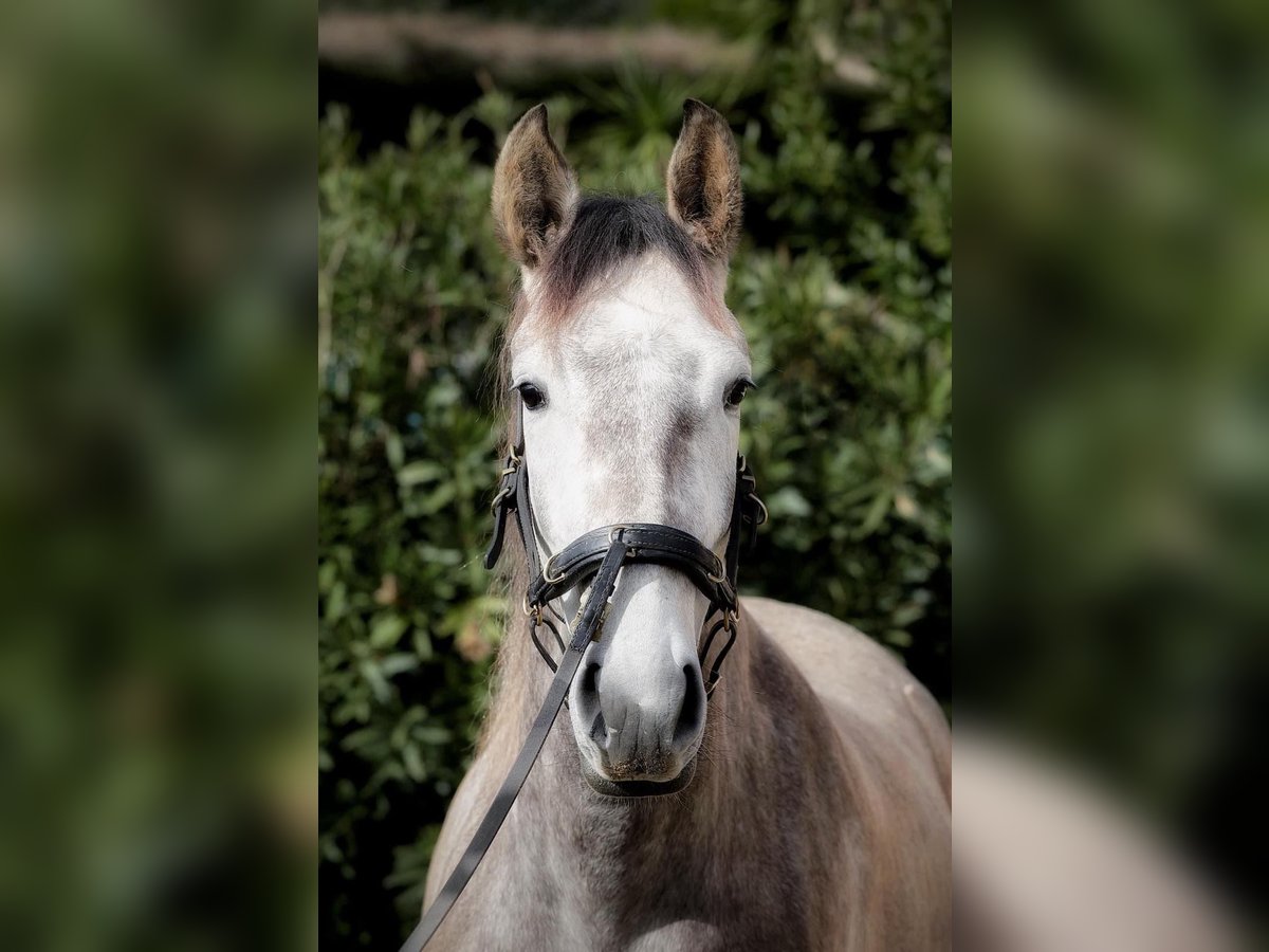 Lusitanos Stute 3 Jahre 160 cm Schimmel in Encarnação