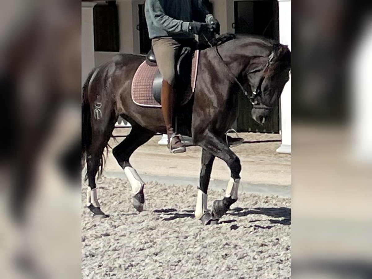Lusitanos Stute 3 Jahre 161 cm Rappe in Vale do Pau Queimado