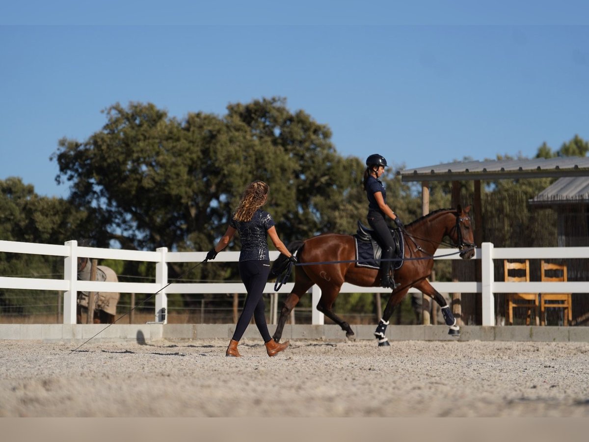 Lusitanos Stute 3 Jahre 162 cm Rotbrauner in Agua Derramada