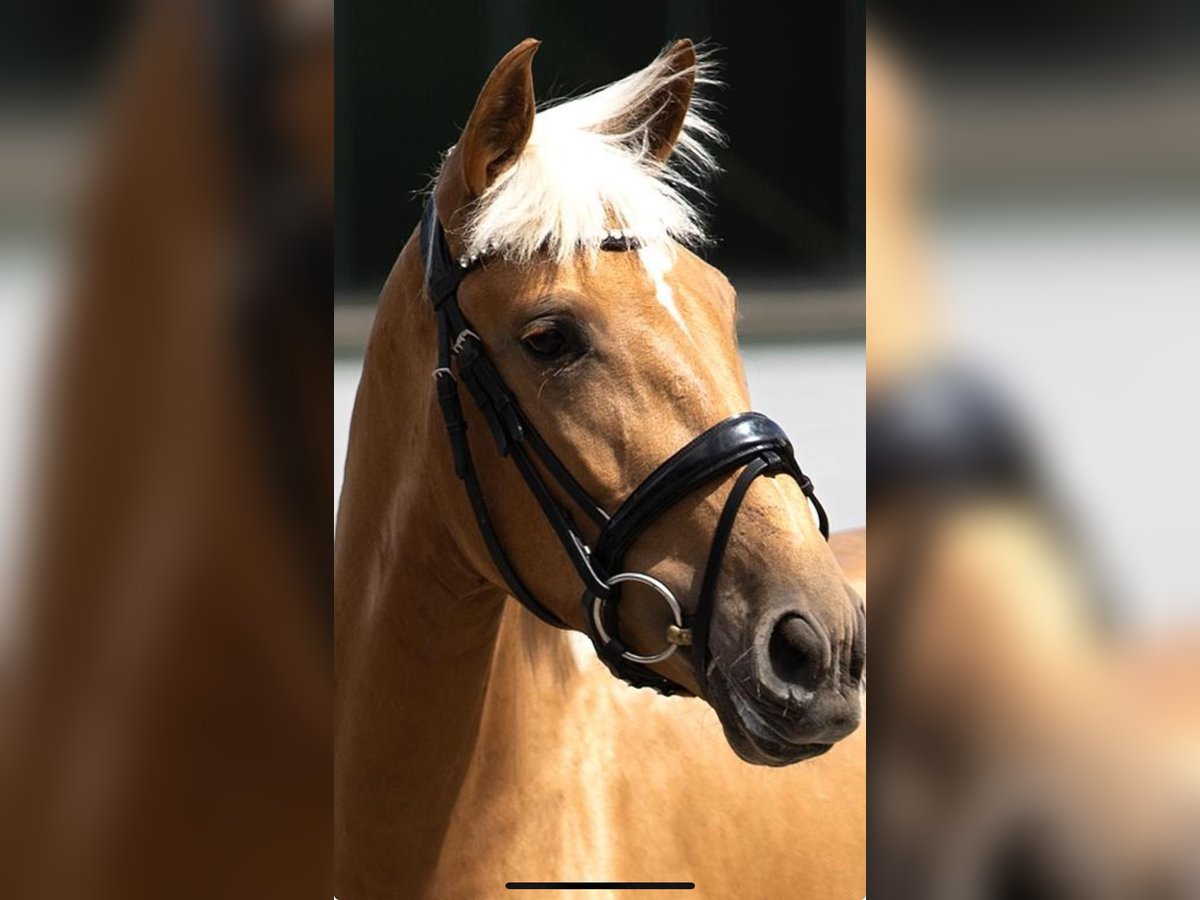 Lusitanos Stute 4 Jahre 155 cm Palomino in Gelsenkirchen