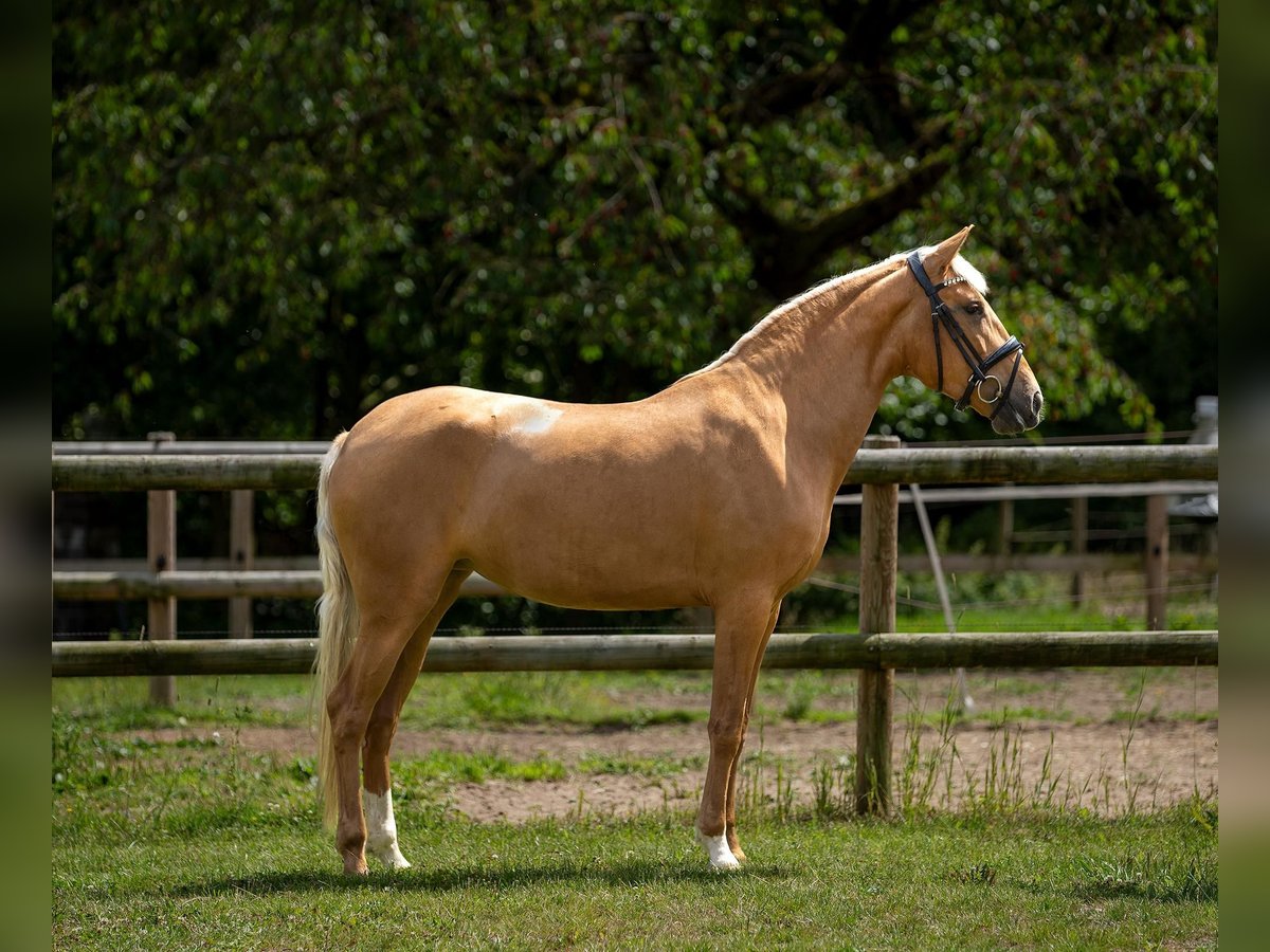 Lusitanos Stute 4 Jahre 156 cm Palomino in Melle